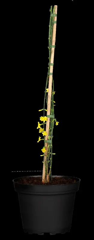 jasminum nudiflorum (150-175 cm) - afbeelding 5