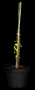jasminum nudiflorum (150-175 cm) - afbeelding 5