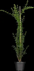 jasminum nudiflorum (150-175 cm) - afbeelding 2