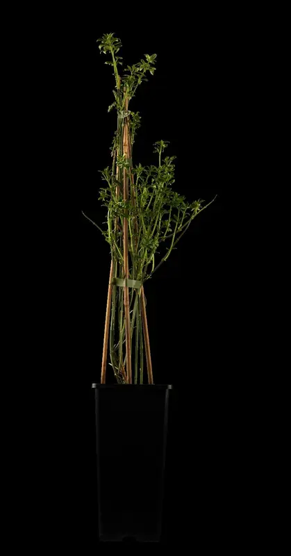 jasminum nudiflorum (150-175 cm) - afbeelding 1