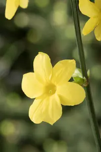 Jasminum nudiflorum 200-250 C20 - afbeelding 2