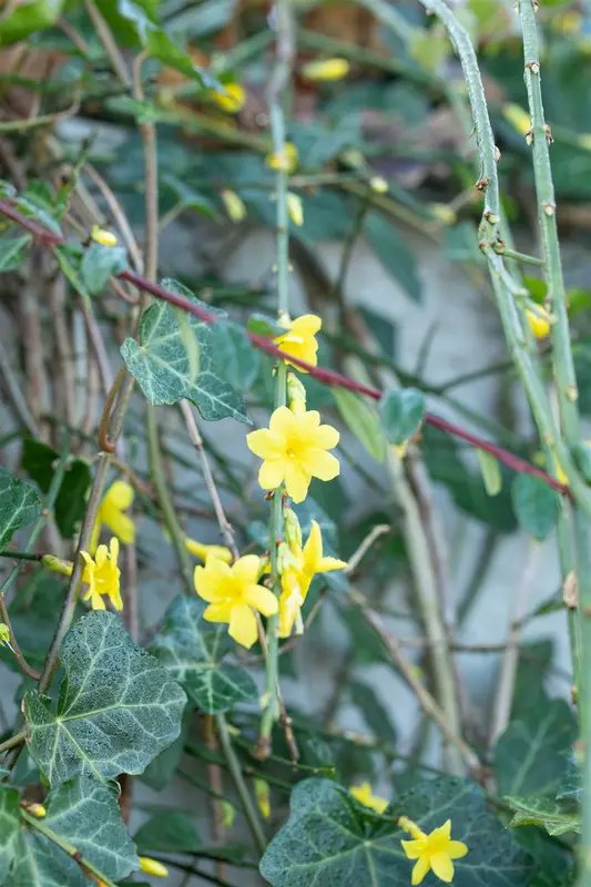 Jasminum nudiflorum 200-250 C20 - afbeelding 4