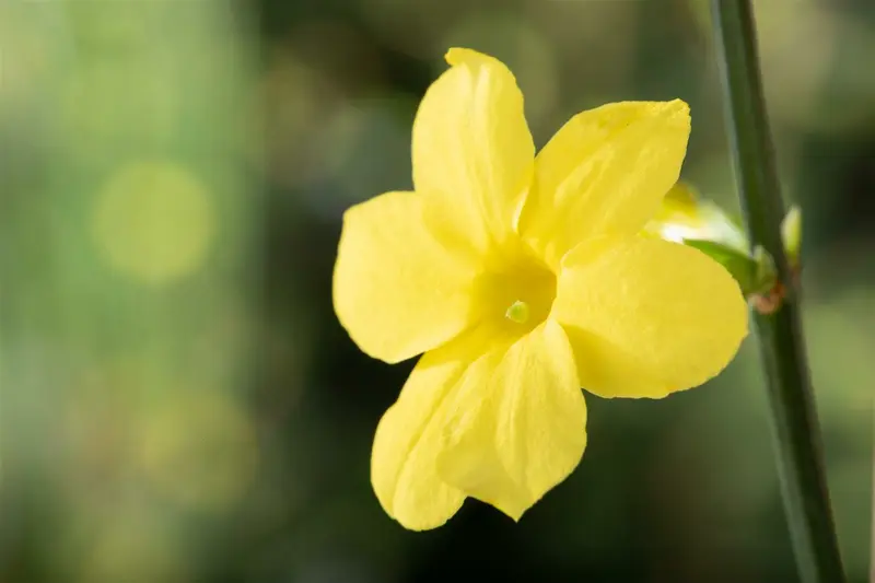 jasminum nudiflorum 50- 60   c - afbeelding 3