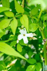 jasminum officinale (50- 60cm) - afbeelding 2