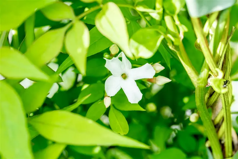 jasminum officinale (50- 60cm) - afbeelding 1