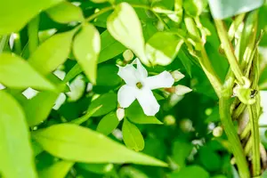 jasminum officinale (50- 60cm) - afbeelding 2
