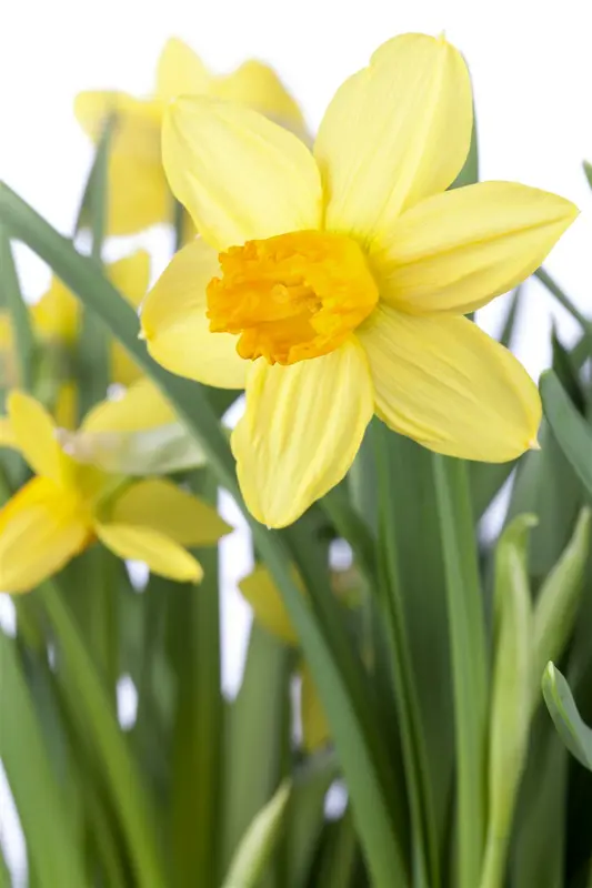 narcissus 'jet fire' P9 - afbeelding 1