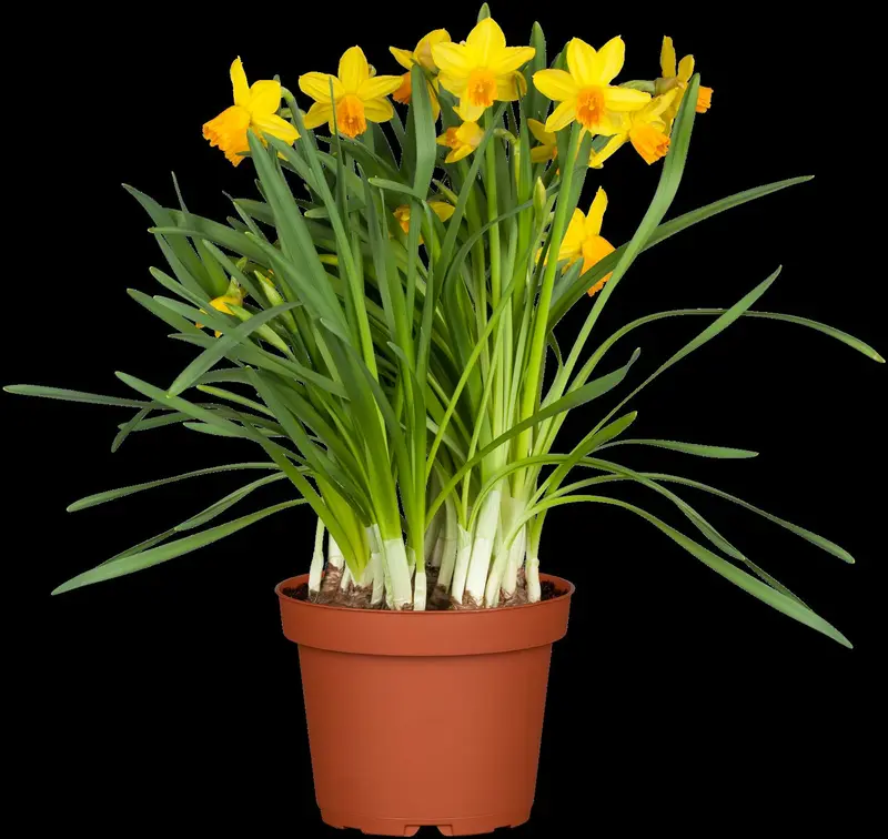narcissus 'jet fire' P9 - afbeelding 2