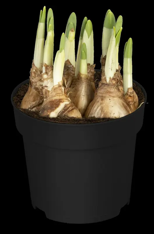narcissus 'jet fire' P9 - afbeelding 3