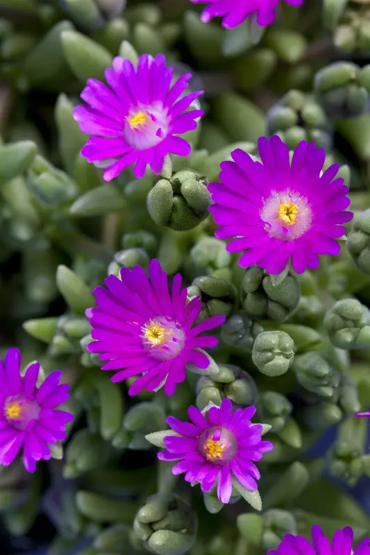 delosperma 'jewel of desert opal' P9