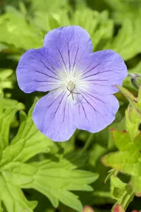 Johnson´s Blue - afbeelding 2
