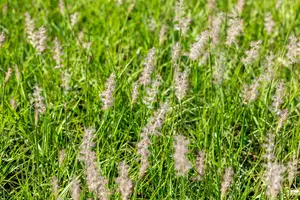 pennisetum or. 'js dance with me'® P9 - afbeelding 3