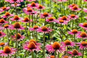 JS® 'Pica Bella' - afbeelding 6