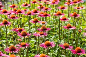 JS® 'Pica Bella' - afbeelding 3