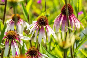 JS Pretty Parasols - afbeelding 4
