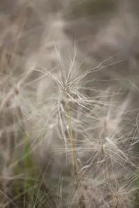 hordeum jubatum P9 - afbeelding 3