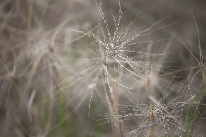 hordeum jubatum P9 - afbeelding 2