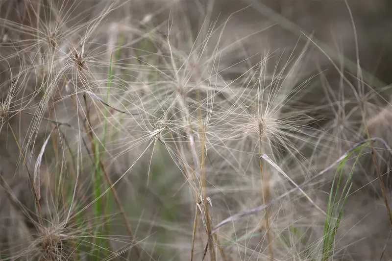 hordeum jubatum P9 - afbeelding 3