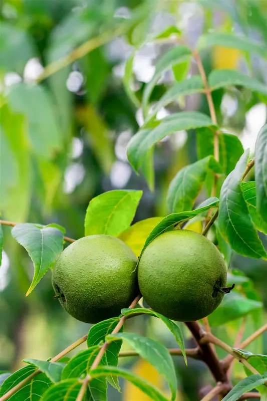 Juglans nigra 40- 60   BW - afbeelding 2