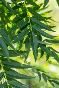 Juglans nigra 40- 60   BW - afbeelding 1