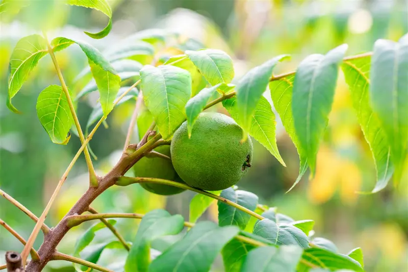 Juglans nigra 40- 60   BW - afbeelding 4