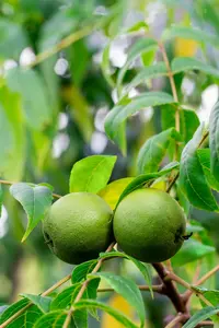 Juglans nigra 60- 90 BW - afbeelding 2