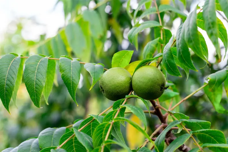 Juglans nigra 60- 90 BW - afbeelding 3