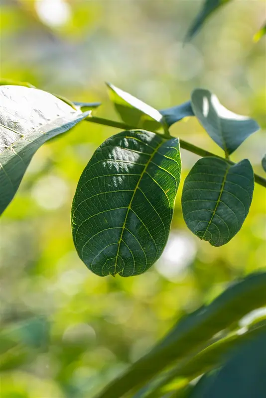 Juglans regia 10/12 HO DKL - afbeelding 2