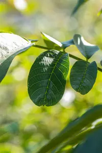 juglans regia (60- 90cm) - afbeelding 5