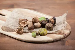 juglans regia (60- 90cm) - afbeelding 5