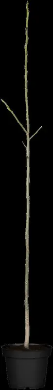 juglans regia (60- 90cm) - afbeelding 3