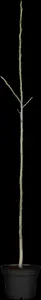 juglans regia (60- 90cm) - afbeelding 4
