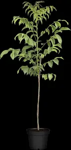 juglans regia (60- 90cm) - afbeelding 2