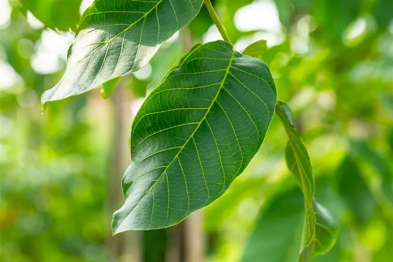 Juglans regia 'Broadview' 10/12 HO C - afbeelding 3