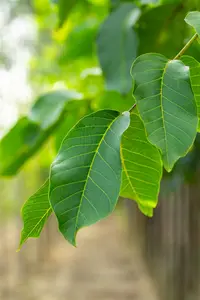 juglans regia 'broadview' (HOcm) - afbeelding 5
