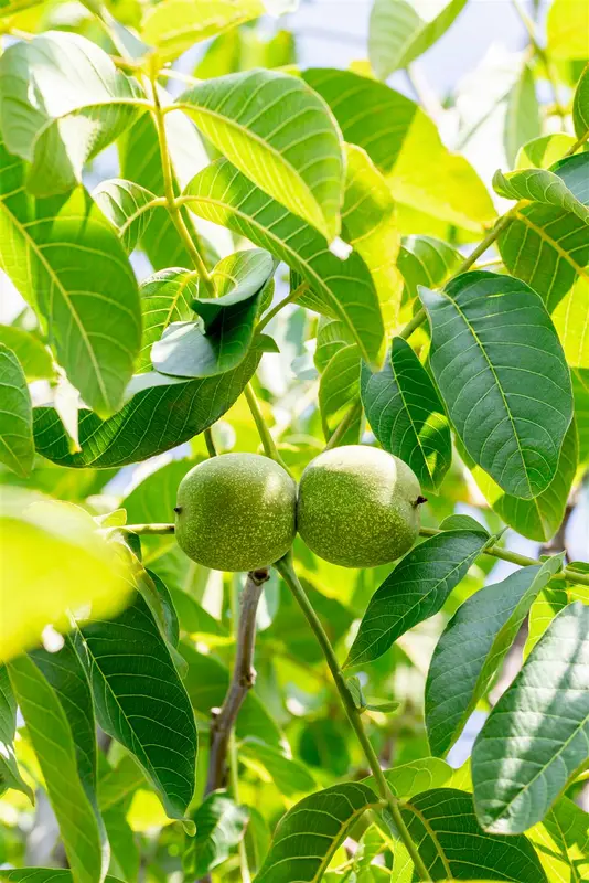 Juglans regia 'Franquette' HALFST.   BW - afbeelding 1