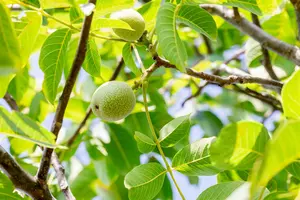 Juglans regia 'Franquette' HALFST.   BW - afbeelding 2