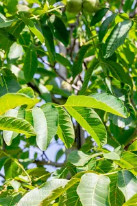 Juglans regia 'Franquette' STRUIK   C7,5 - afbeelding 5