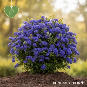 Ceanothus 'Julia Phelps' C5 (40- 50)