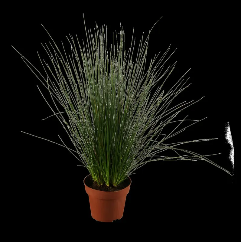 Pencil Gras - afbeelding 1