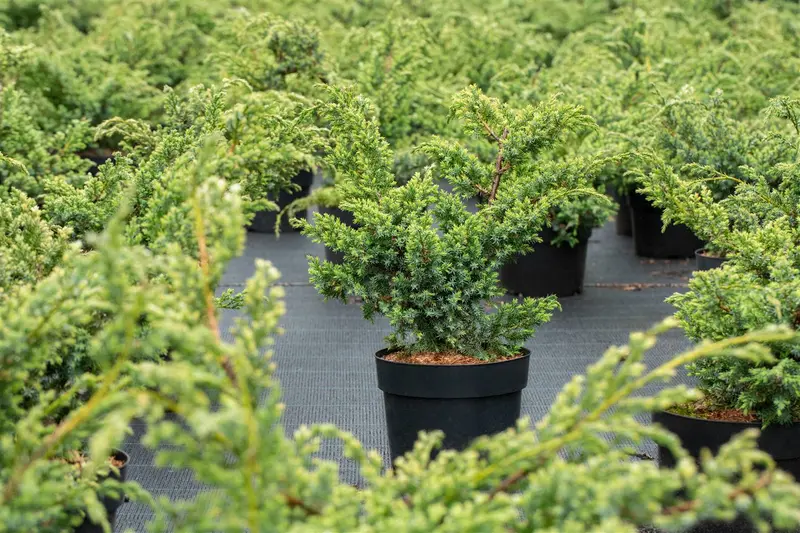 juniperus chin. 'blue alps' (25- 30 C cm) - afbeelding 5