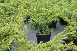 juniperus chin. 'blue alps' (25- 30 C cm) - afbeelding 5