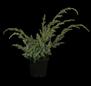 juniperus chin. 'blue alps' (25- 30 C cm) - afbeelding 2