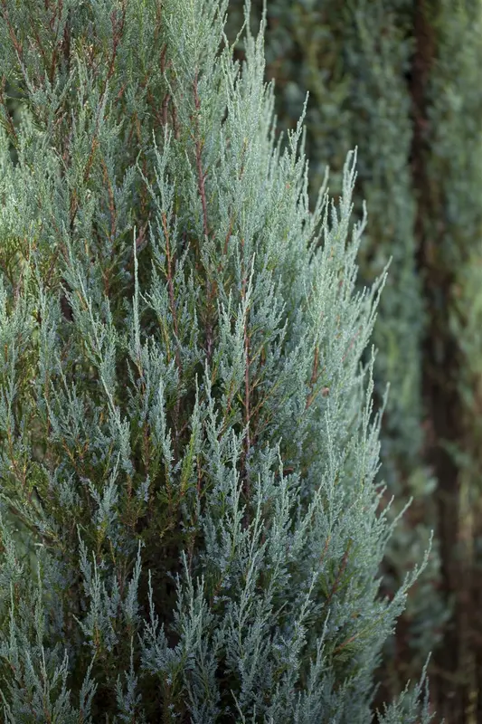 Juniperus chin. 'Blue Alps' 30- 40   C8 - afbeelding 1