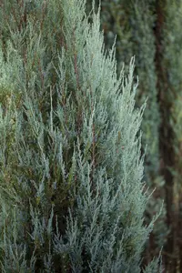 Juniperus chin. 'Blue Alps' 30- 40   C8 - afbeelding 1