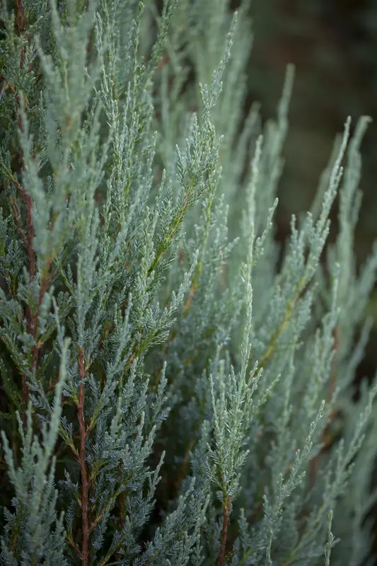Juniperus chin. 'Blue Alps' 30- 40   C8 - afbeelding 3