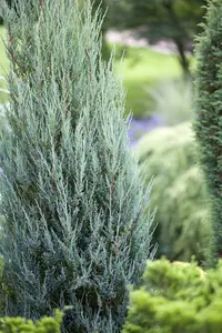 Juniperus chin. 'Blue Alps' 30- 40   C8 - afbeelding 4