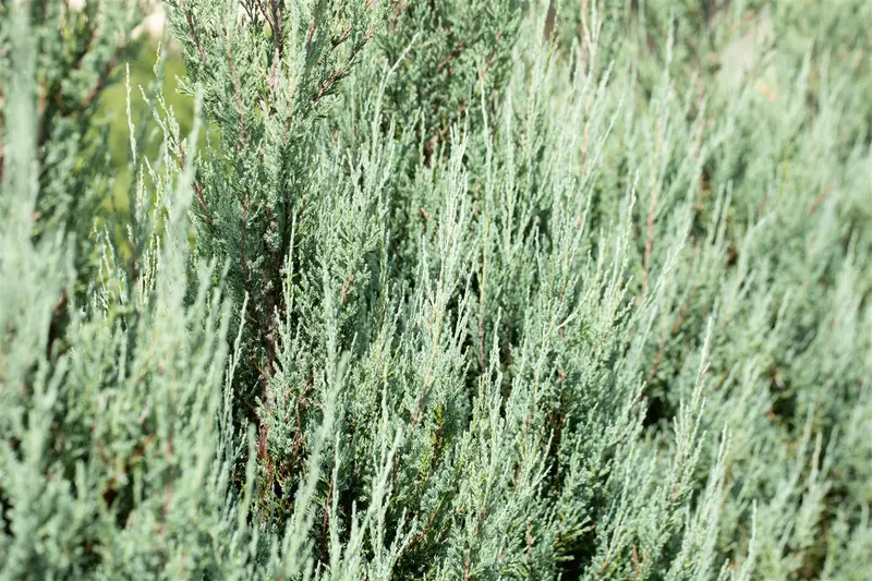 Juniperus chin. 'Blue Alps' 30- 40   C8 - afbeelding 5