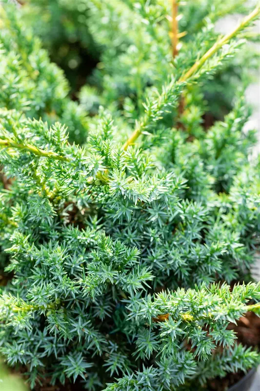 Juniperus chin. 'Blue Alps' 50- 60   C7,5 - afbeelding 5