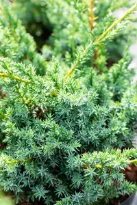 Juniperus chin. 'Blue Alps' 50- 60   C7,5 - afbeelding 5